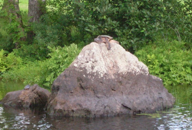 Turtles sunning